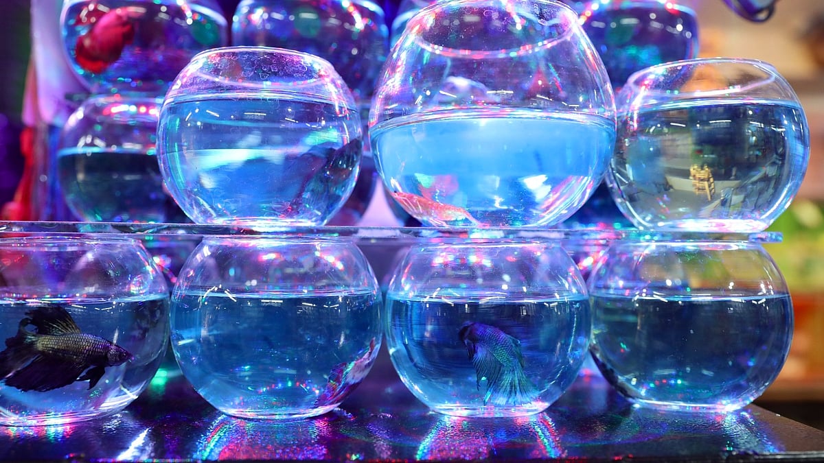 ছবি: সাবিনা ইয়াসমিন