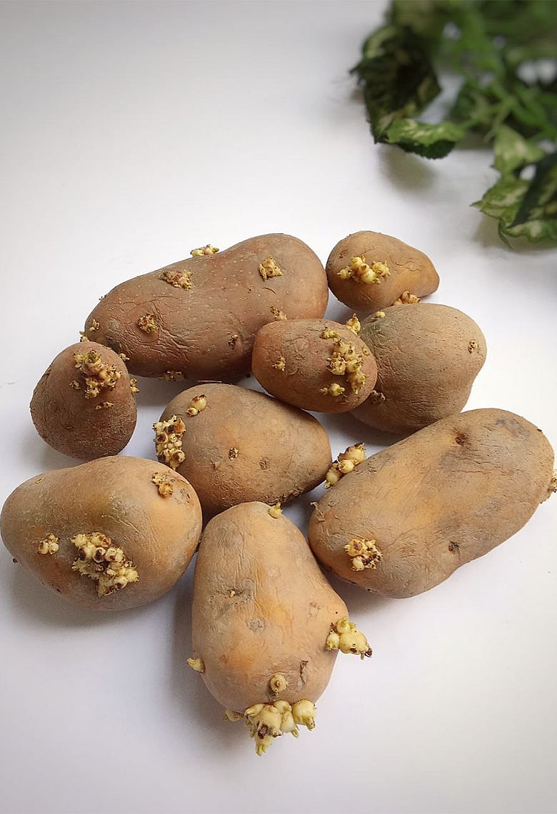 গাছ গজানো আলু খেলে কী হয়