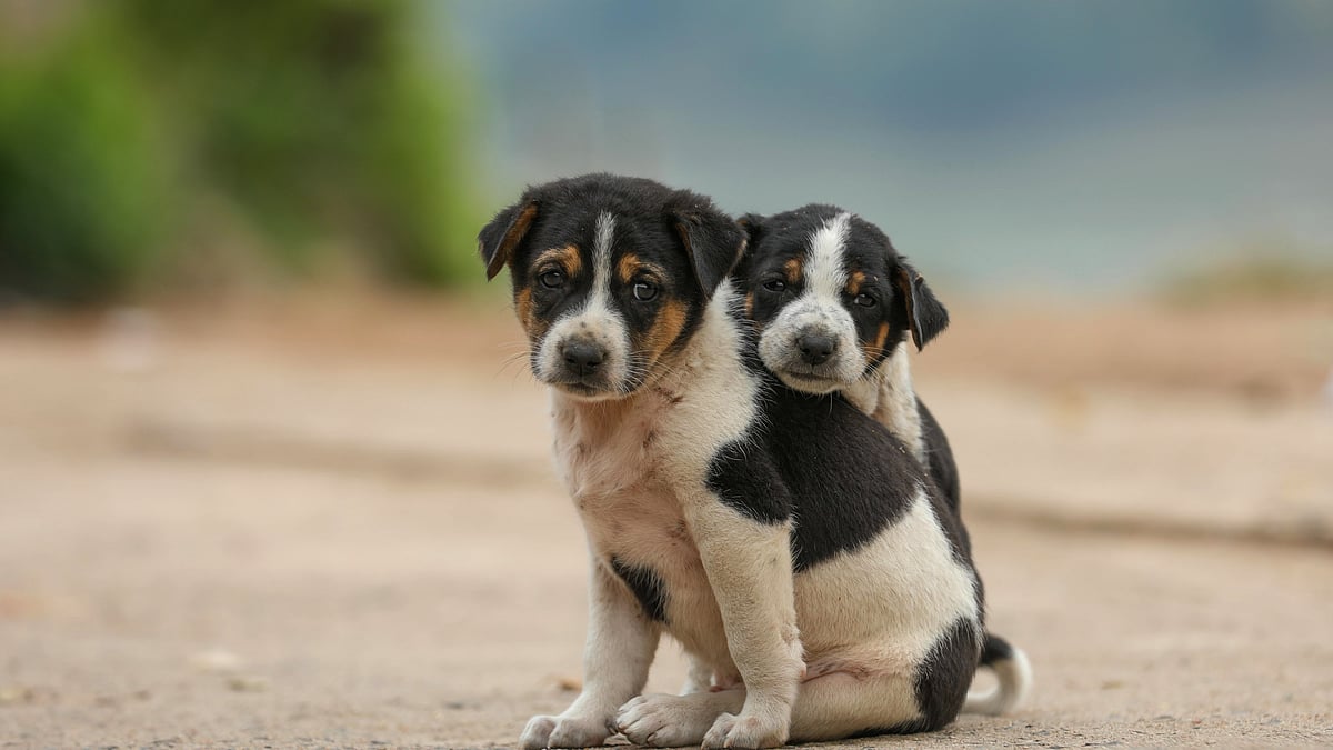 ছবি: সাদ্দাম হোসেন