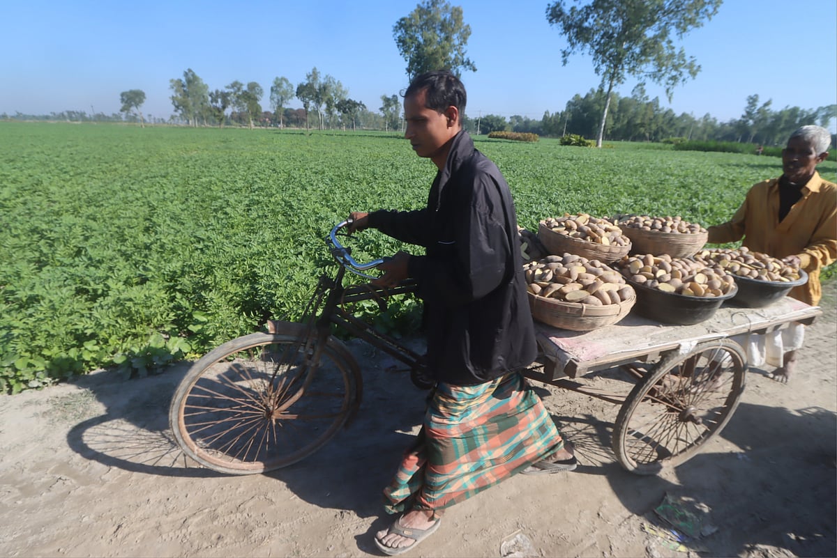 রোপণের জন্য আলুর বীজ নিয়ে যাচ্ছেন কৃষক 