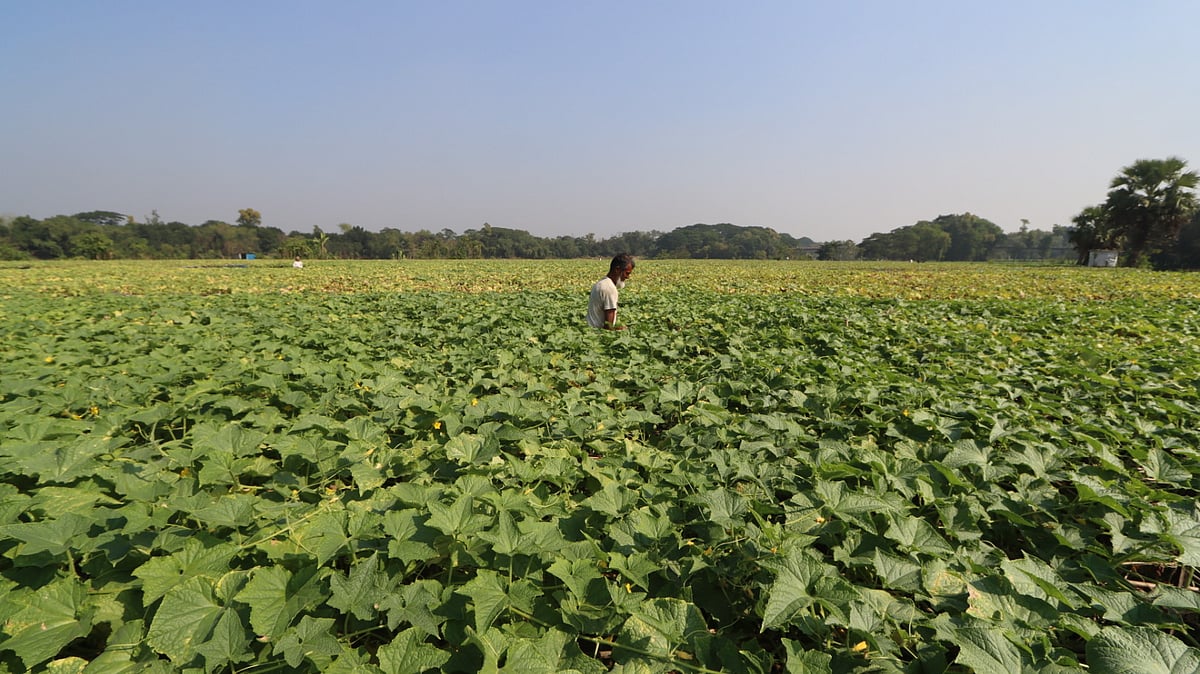বিস্তীর্ণ মাঠজুড়ে শসাখেত। খেতের পরিচর্যায় ব্যস্ত চাষি।