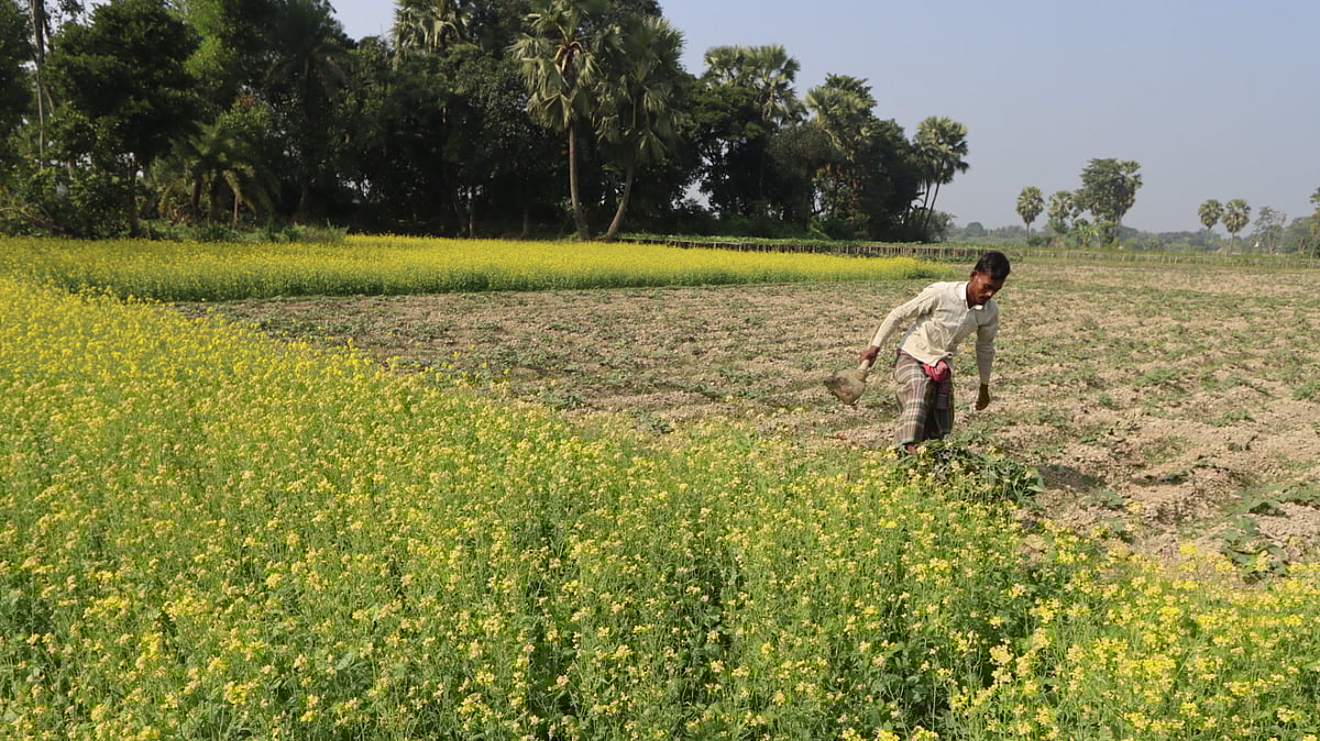 সরিষাখেতের পাশে আবাদি জমিতে কাজ করছেন কৃষক।