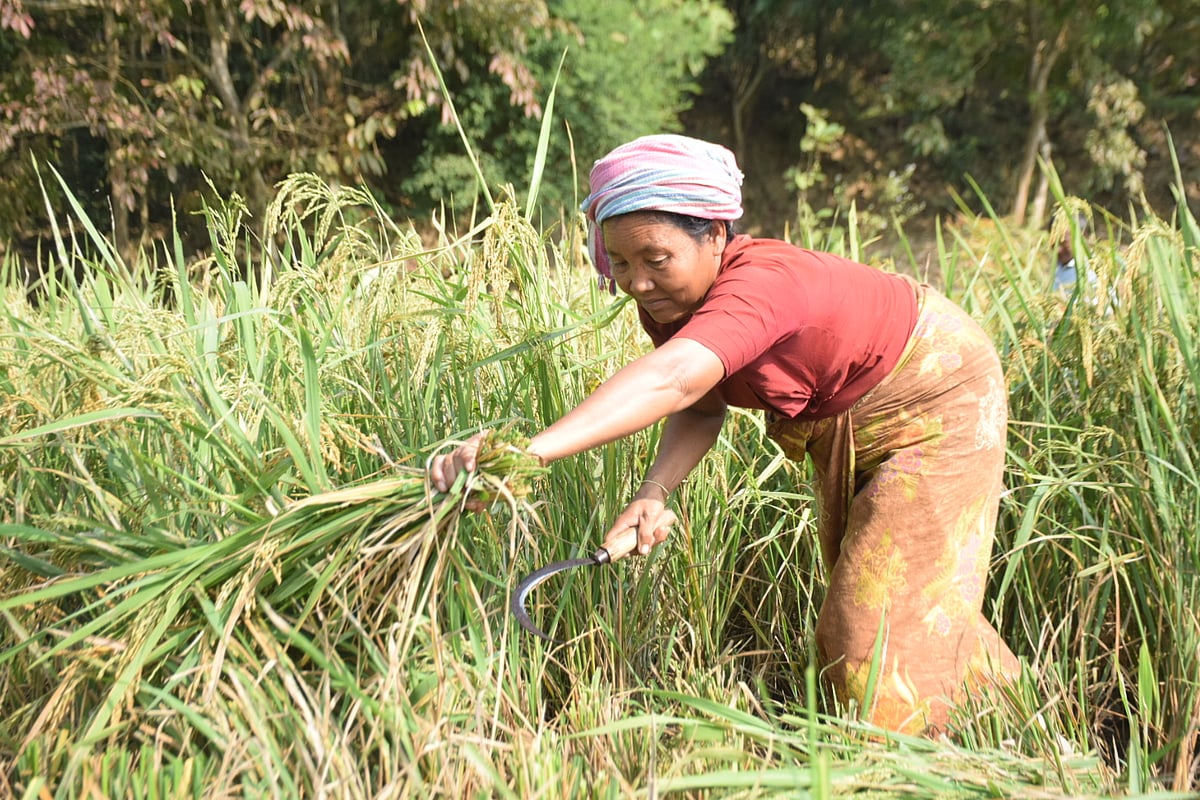 পাকা ধান কাটছেন এক কিষানি। 
