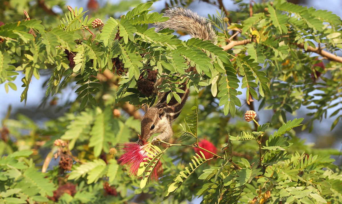গাছের উঁচু ডাল থেকে উল্টো ঝুলে খেলছে একটি পাঁচডোরা কাঠবিড়ালি।