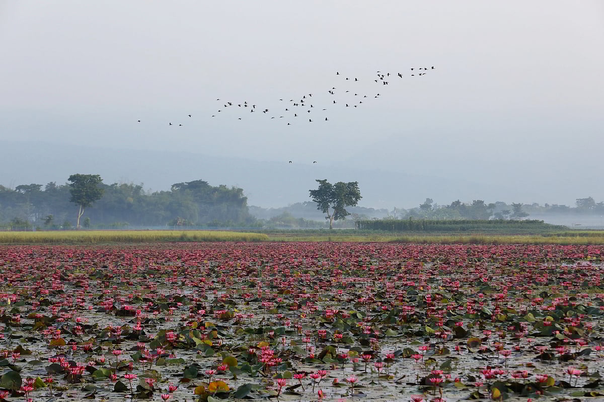 গহড়া-শিমুলতলা বিলে ফুটেছে অজস্র লাল শাপলা। 