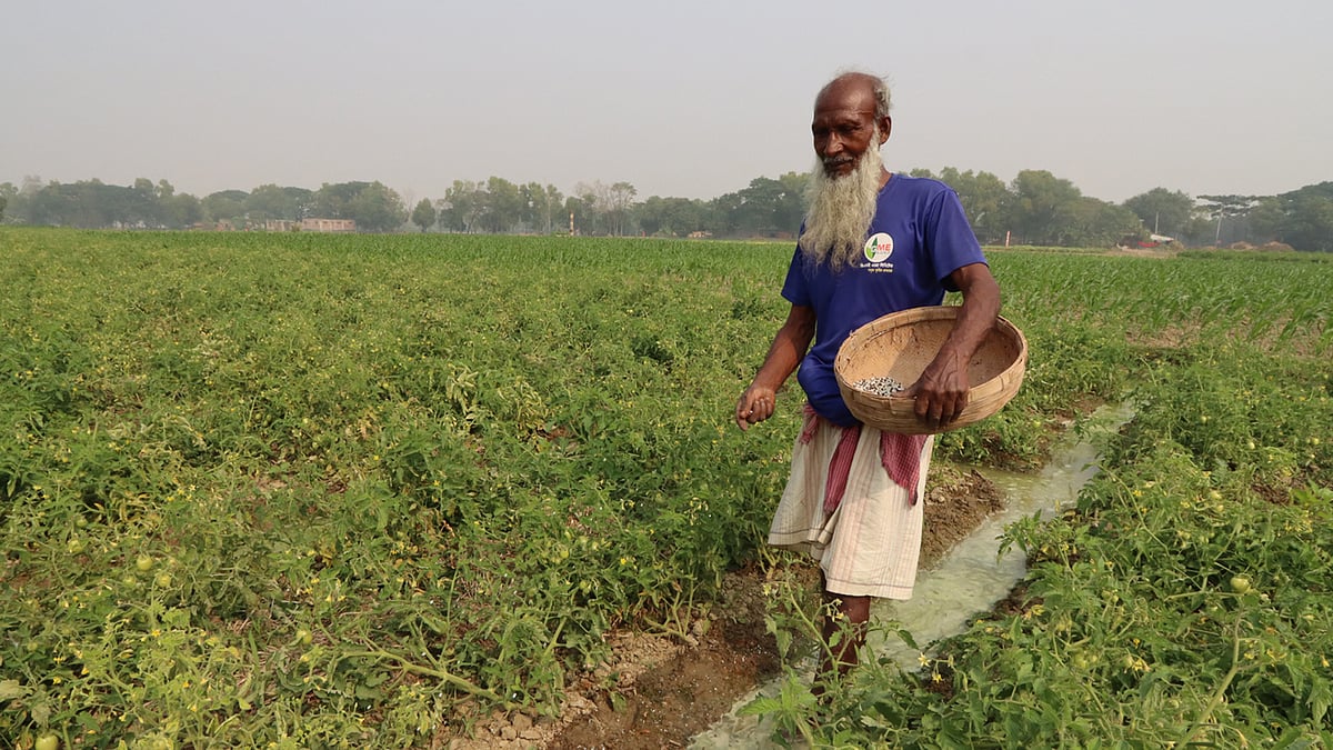 টমেটোখেতে সার দিচ্ছেন কৃষক