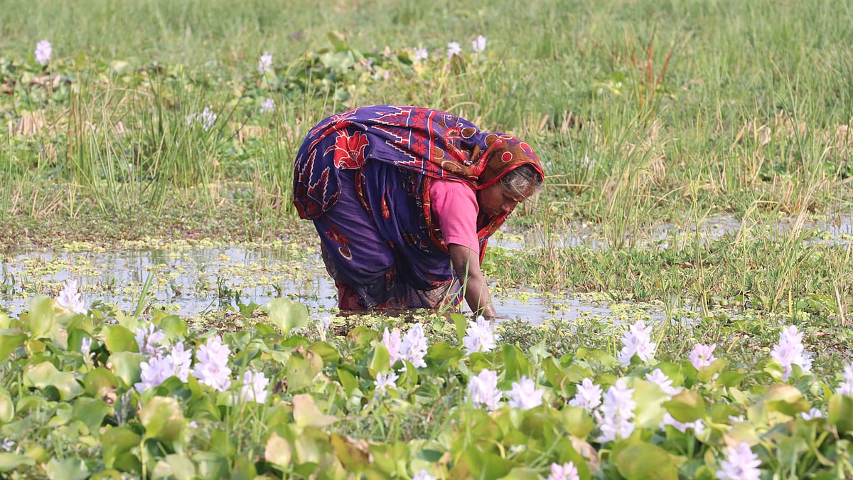 ছবি: আলীমুজ্জামান