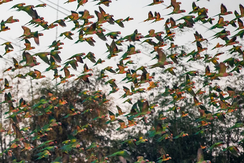 ধান খাওয়ার পর উড়াল দিয়েছে একঝাঁক টিয়া পাখি 