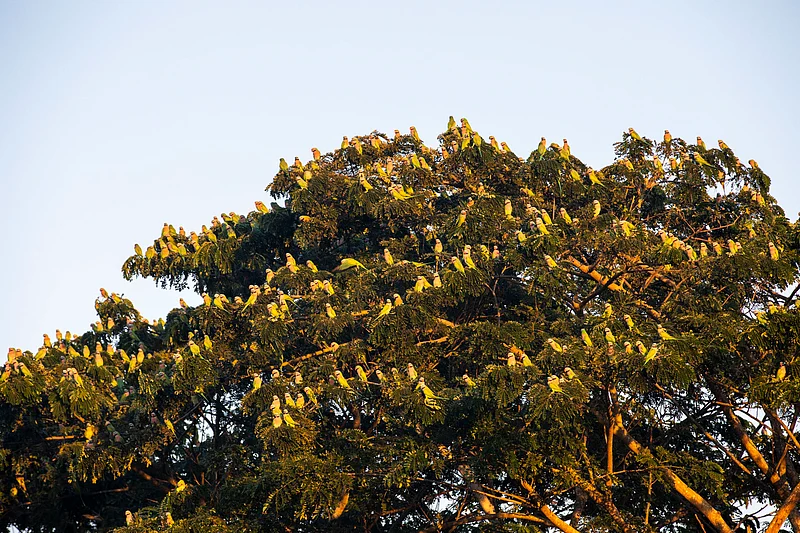 পাতার ফাঁকে টিয়া পাখিগুলোকে চেনাই দায় 