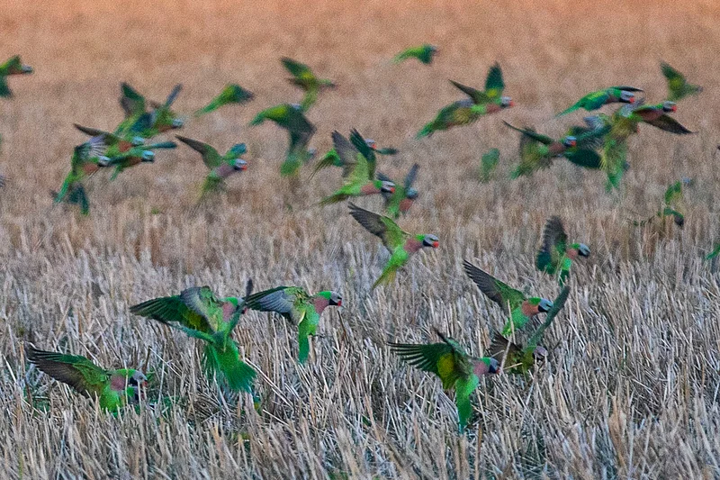 জমিতে ঝাঁক বেঁধে ধান খুঁজছে টিয়া পাখি