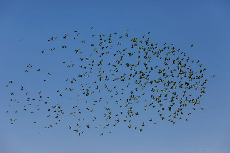 ঝাঁক বেঁধে নীল আকাশে উড়ে চলেছে টিয়া পাখি