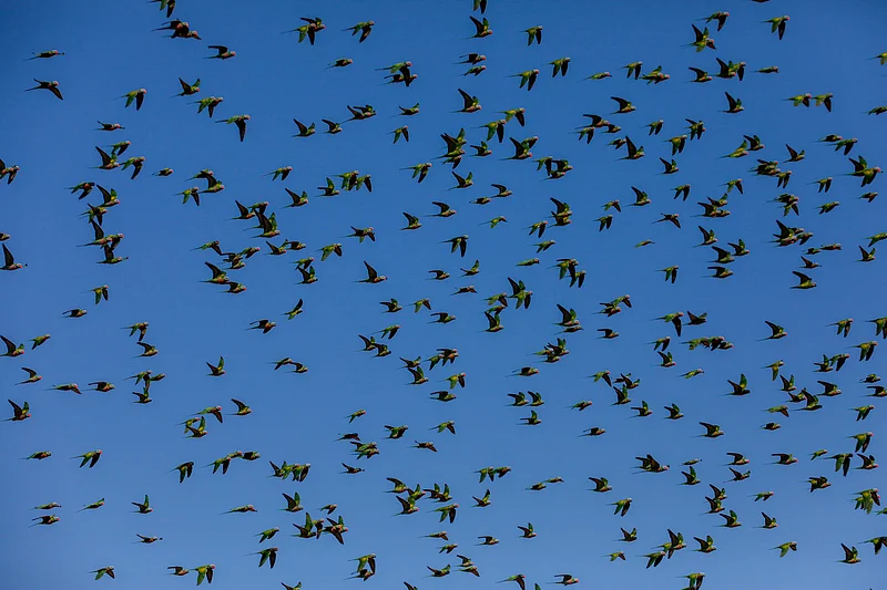 টিয়ার ঝাঁক উড়ে চলেছে এক ধানখেত থেকে আরেকটিতে