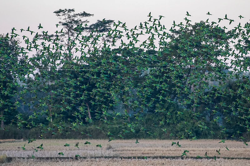 পড়ন্ত বেলায় নীড়ে ফিরছে টিয়ার ঝাঁক 