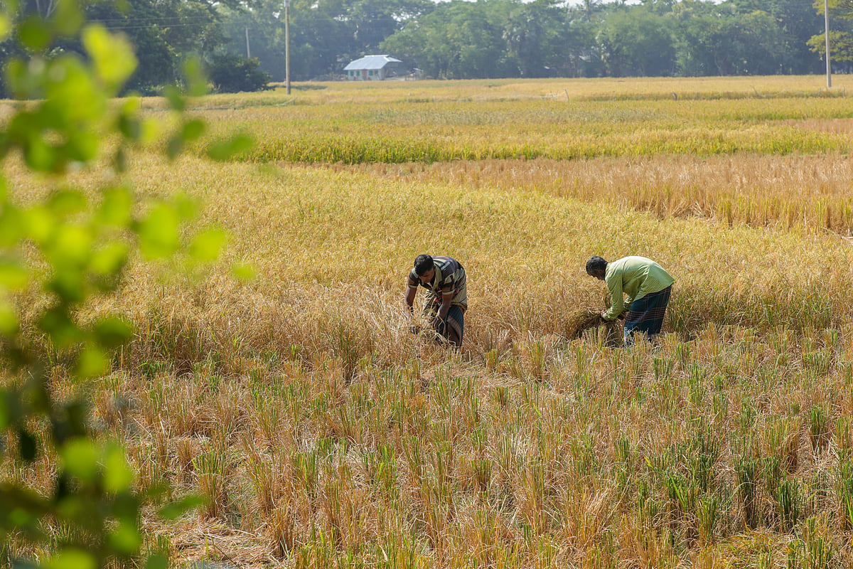 খেতে ধান কাটায় ব্যস্ত কৃষক
