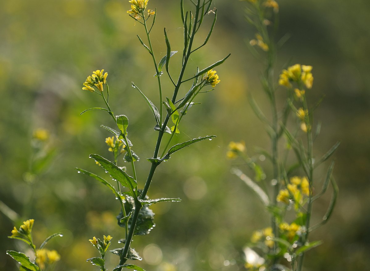 ছবি: সাদ্দাম হোসেন 