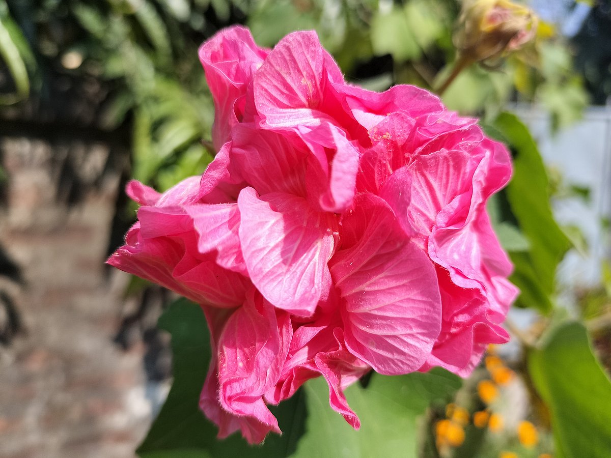 ছবি: সাজেদুল আলম 