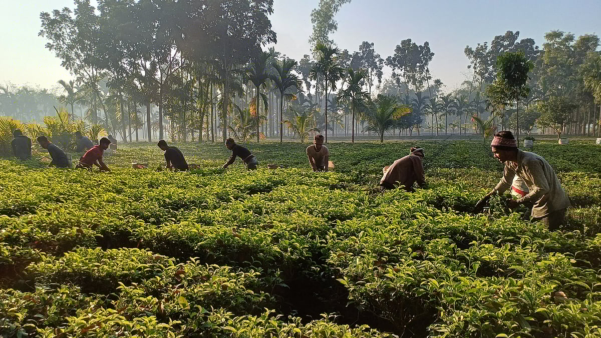 ফাইল ছবি
