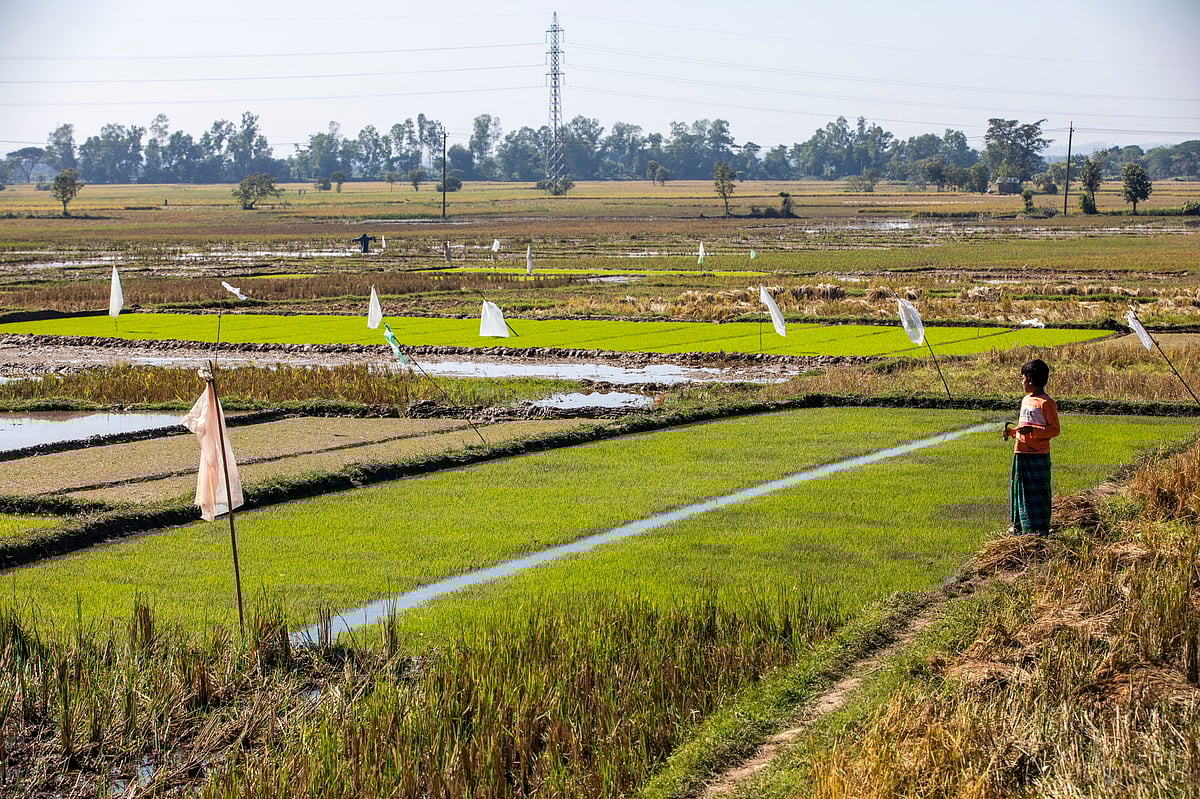 জমিতে উৎপাদন করা হচ্ছে বোরো ধানের চারা