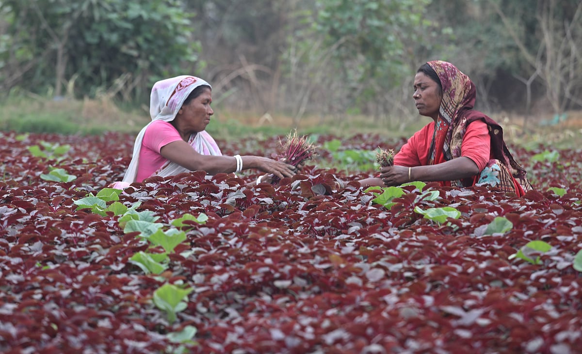 শাক তুলতে ভোর থেকেই মাঠে হাজির তাঁরা।