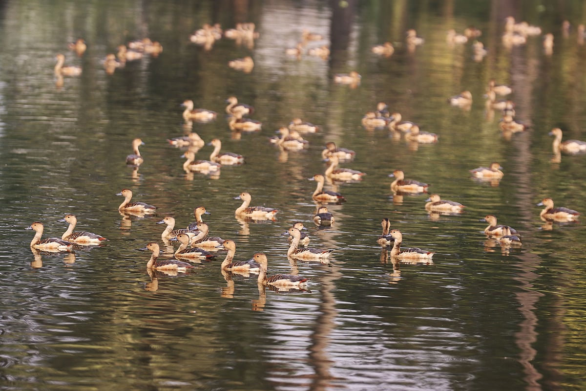 ছবি: এম সাদেক 