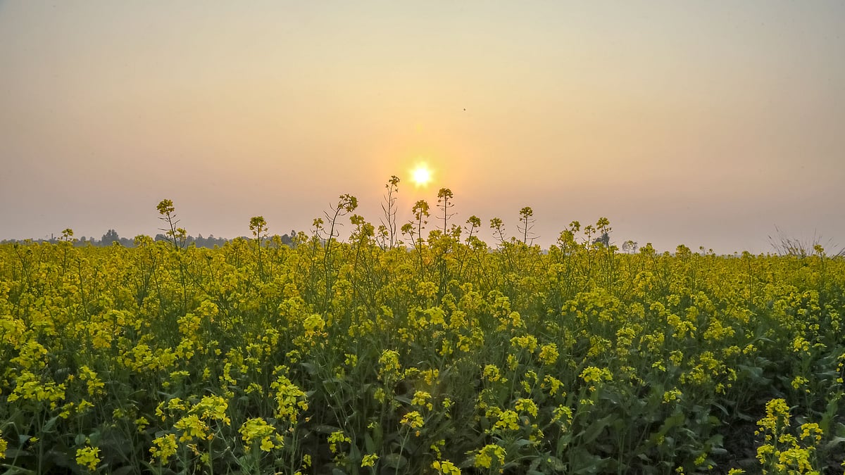 শর্ষে ফুলের খেতে সোনালি সূর্য