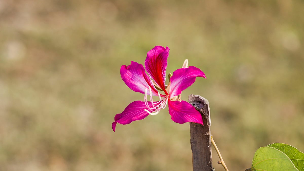 উৎসবে আছে নজরকাড়া ফুলসহ গাছ।