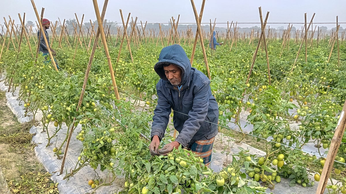 ছবি: এম রাশেদুল হক 