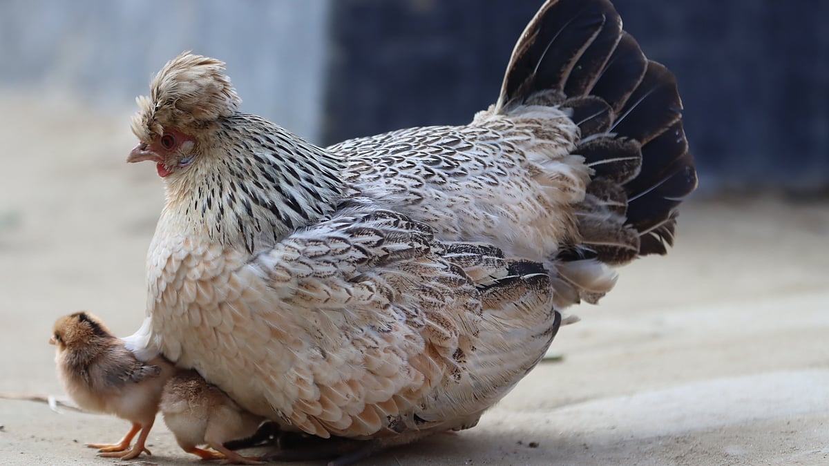 ছবি: মঈনুল ইসলাম