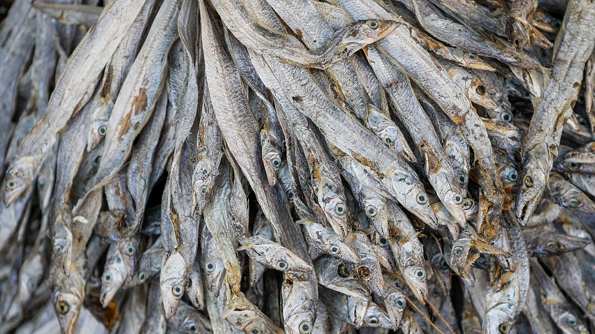 দোকানে সাজিয়ে রাখা সামুদ্রিক বিভিন্ন মাছের শুঁটকি