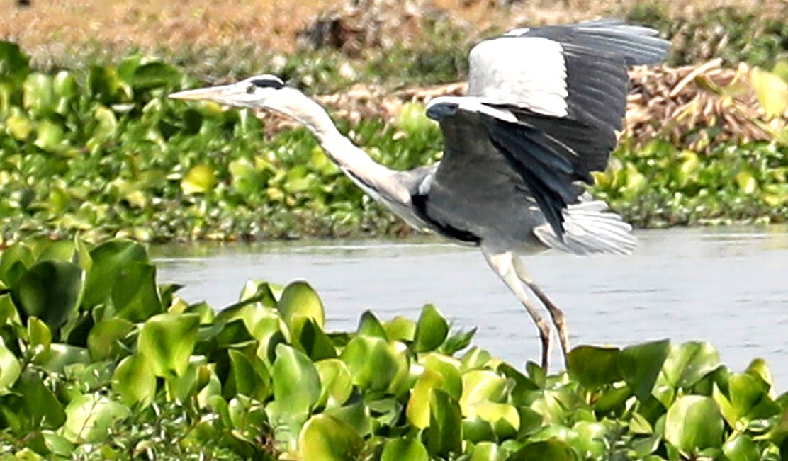 শিকার ধরতে বিলে ছুটে বেড়াচ্ছে বেগুনি বক