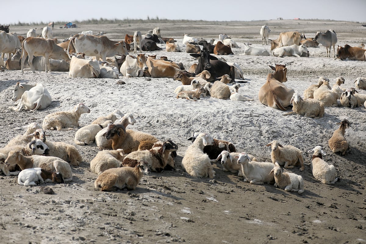 নদীর চরে অলস বসে আছে গরু আর ভেড়ার পাল 