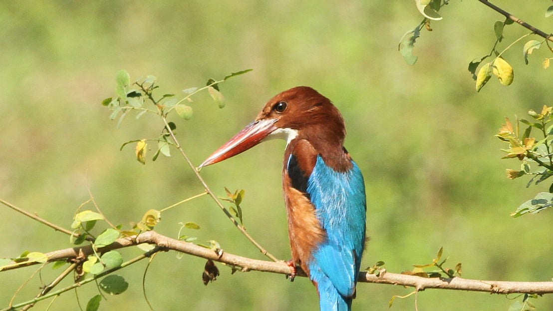 ছবি: সুপ্রিয় চাকমা