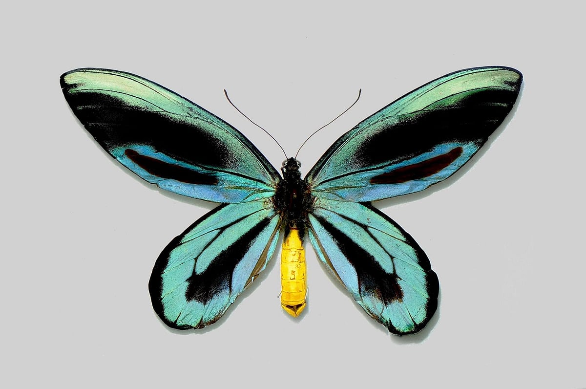 ছবি: এক্স থেকে নেওয়া