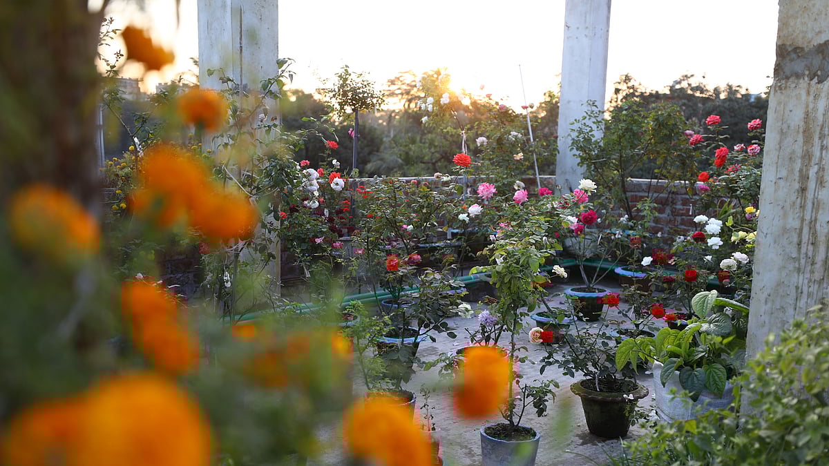 ছাদবাগানে হরেক ফুল