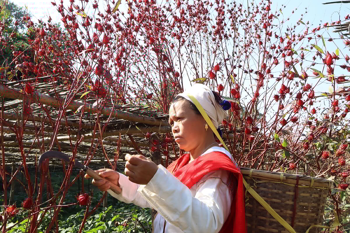 ছবি: সুপ্রিয় চাকমা