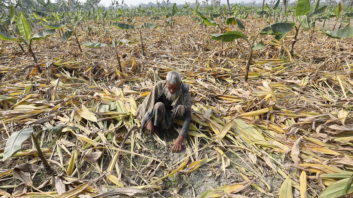 মাঠে হলুদ পুষ্ট হয়েছে কি না, দেখে নিচ্ছেন জসিম মোল্লা। সেই জমিতে কলার সঙ্গে সাথি ফসল হিসেবে হলুদের আবাদ করা হয়েছে