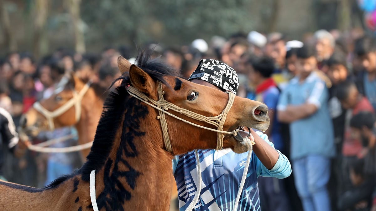প্রতিযোগিতার জন্য প্রস্তুত করা হচ্ছে ঘোড়াটি