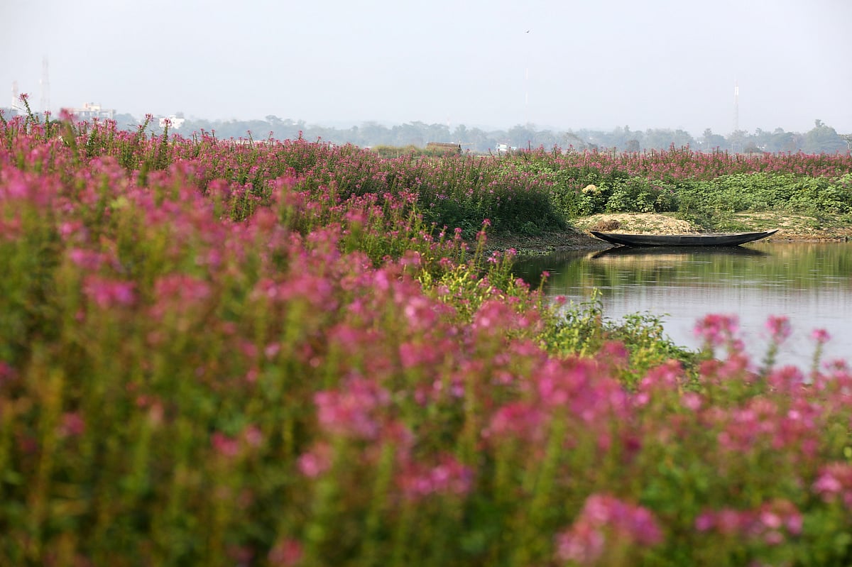 হাওরের কান্দায় (পতিত জমি) ফুটে আছে হুড়হুড়ি ফুল 