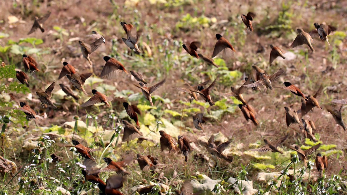 ঝাঁক বেঁধে ঘুরতে পছন্দ করে মুনিয়া পাখি