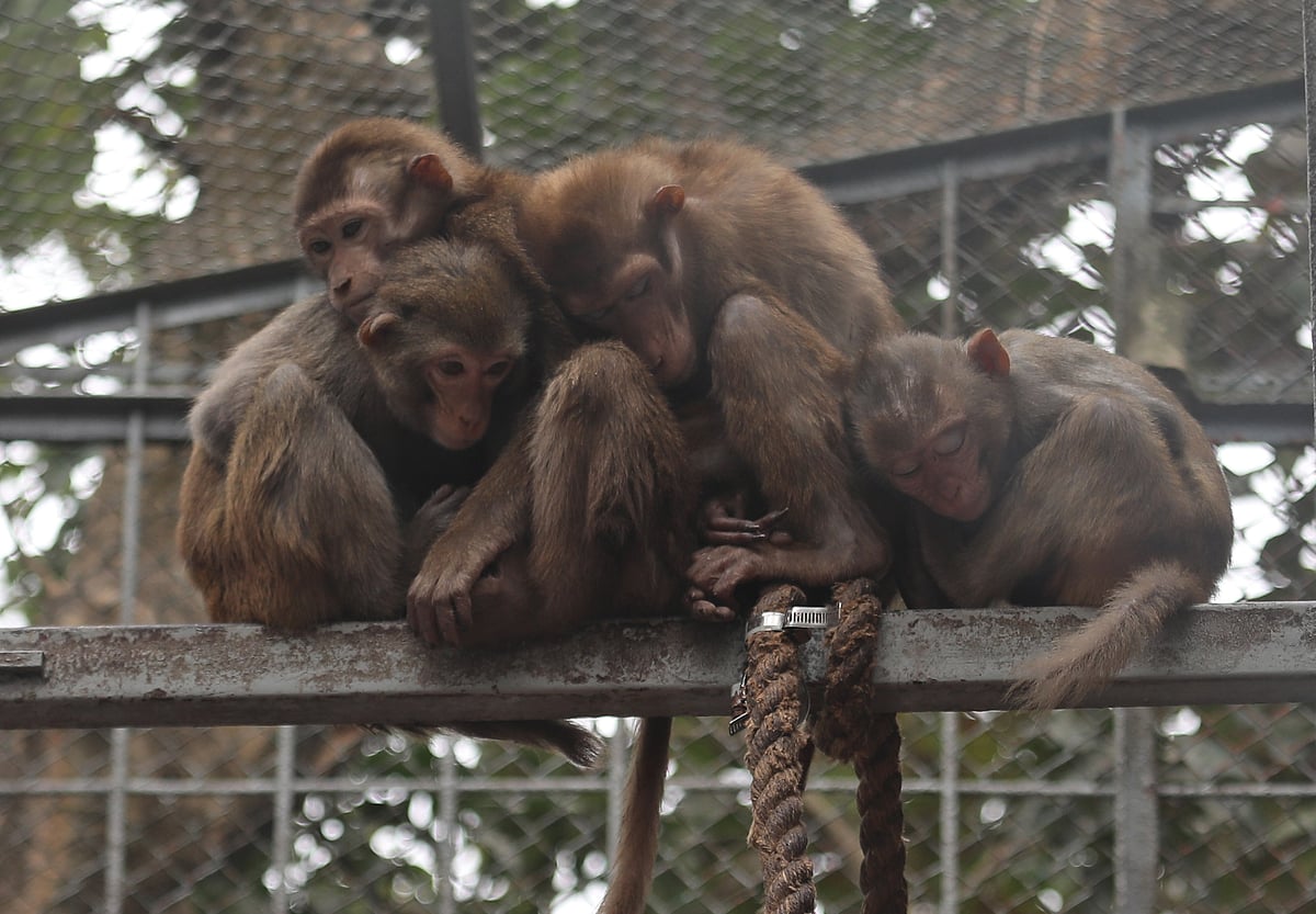 শীতের সকালে জবুথবু হয়ে বসে আছে বানরের দল। 