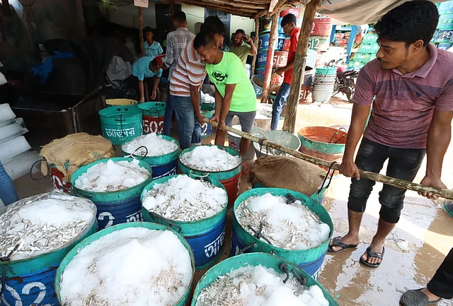 ড্রামভর্তি মাছ বরফে ঢাকা হচ্ছে, এই মাছ দেশের বিভিন্ন এলাকায় নিয়ে যাবেন ব্যবসায়ীরা। কাঁঠালতলি ফিশারি কার্যালয় প্রাঙ্গণ