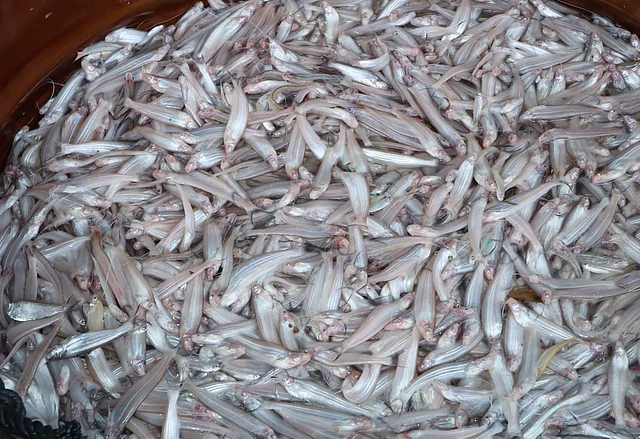 কাপ্তাই হ্রদের কাজলি মাছ। রিজার্ভ বাজার লঞ্চঘাটে