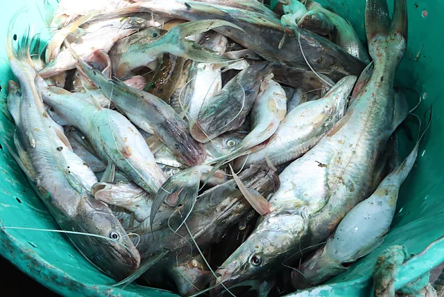 আইড় মাছ। রিজার্ভ বাজার লঞ্চঘাট 