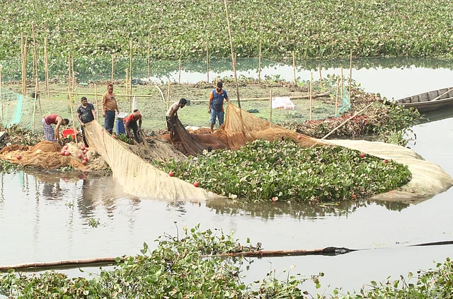 মাঝ দ্বীপে কাপ্তাই হ্রদে জাল ফেলা হয়েছে 
