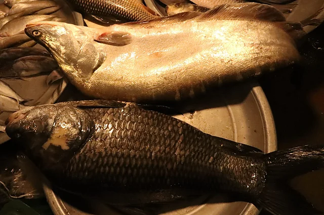 হ্রদের কাতলা ও চিতল মাছ 