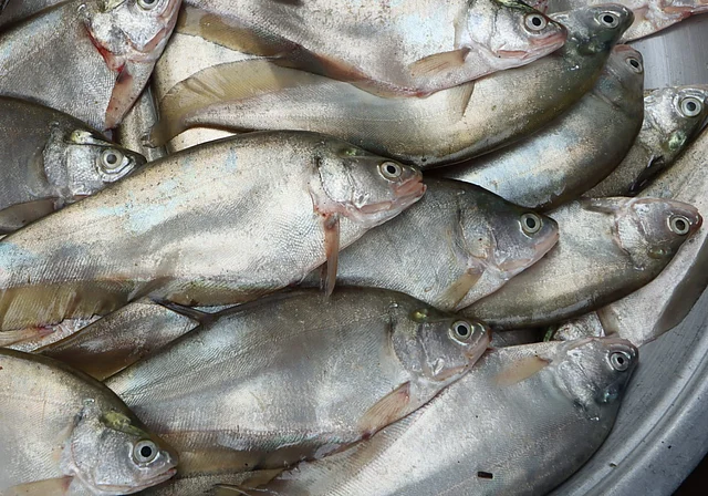 ফলই মাছ। কলেজ গেট মাছ বাজার