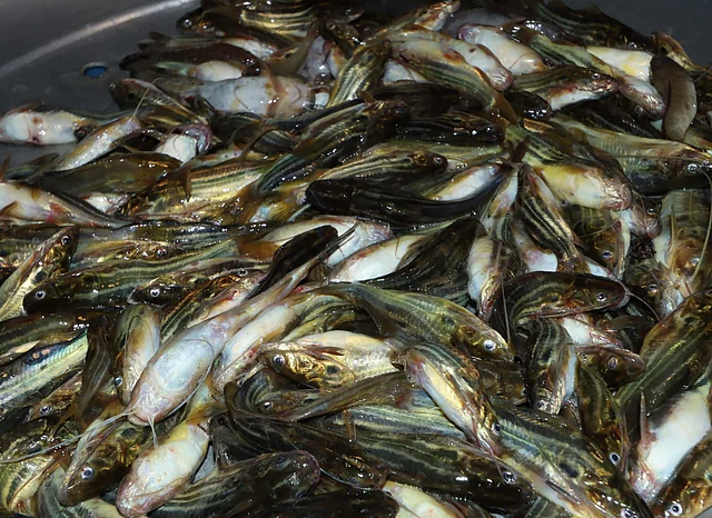 হ্রদ থেকে ধরা তরতাজা ট্যাংরা মাছ 