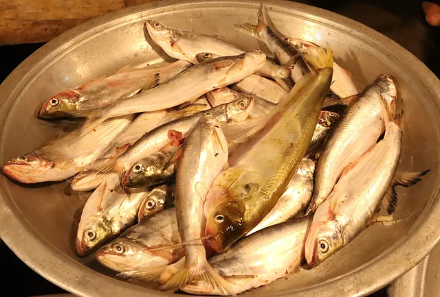 কাপ্তাই হ্রদের বাচা ও পাবদা মাছ। বনরূপা বাজার 