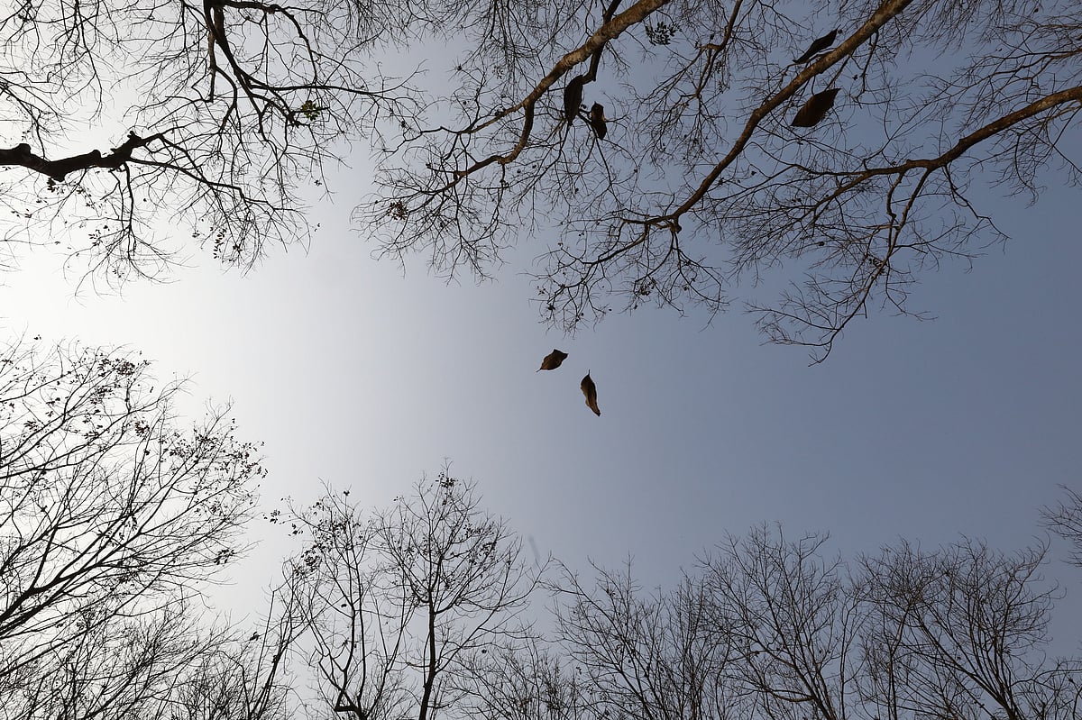 মৃদু হাওয়ায় ঝরে পড়ছে গাছের পাতা। 