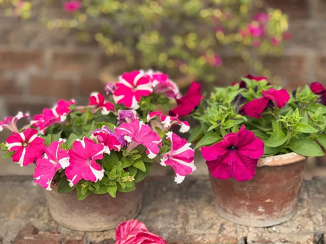  পিটুনিয়া